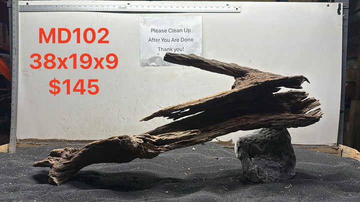 Malaysian Driftwood Showpiece