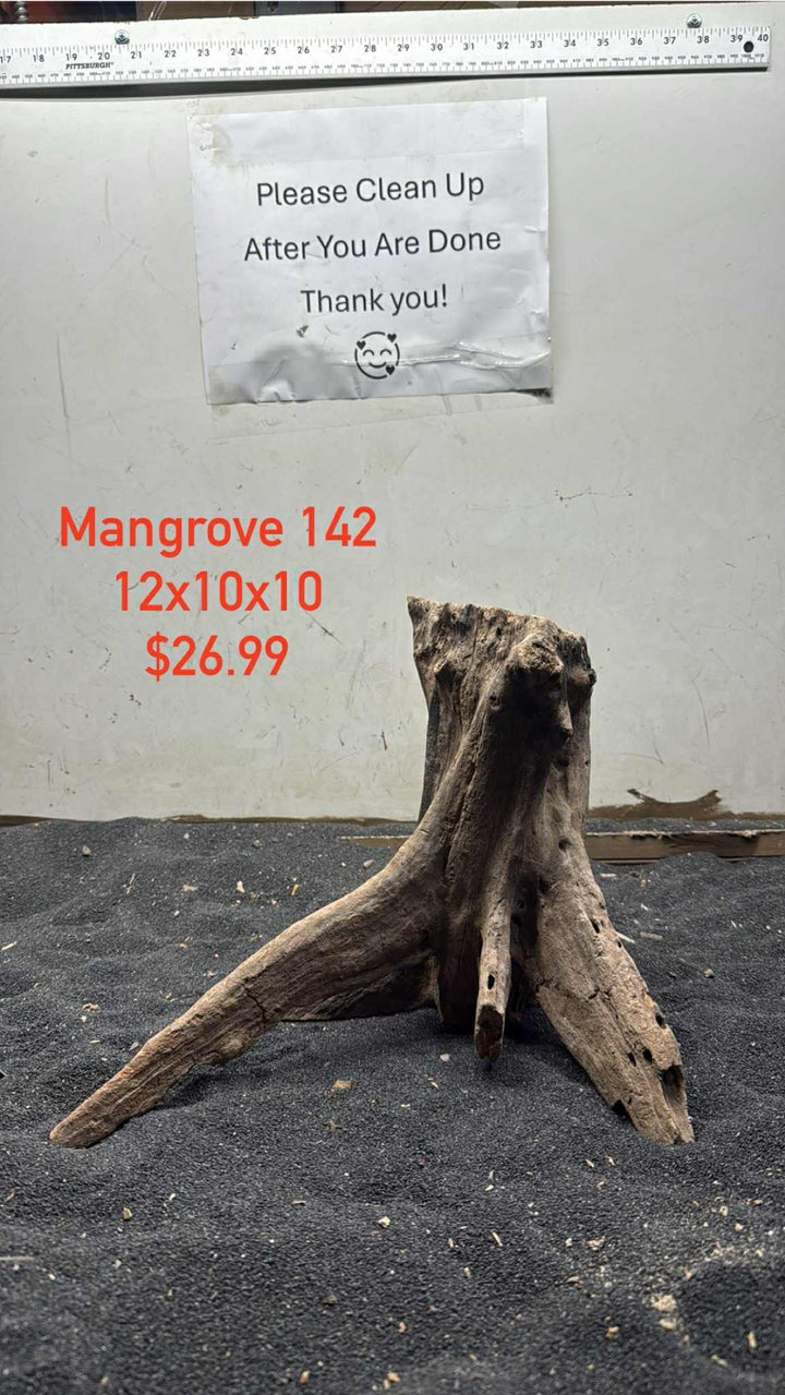 Mangrove Tree Stump 142