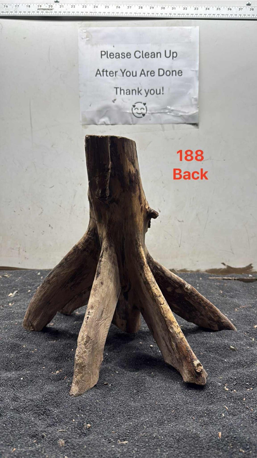 Mangrove Tree Stump 188