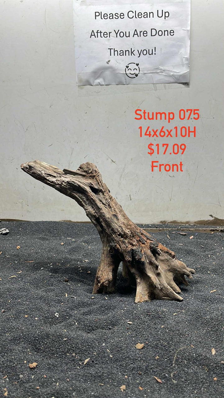 Mangrove Tree Stump 075