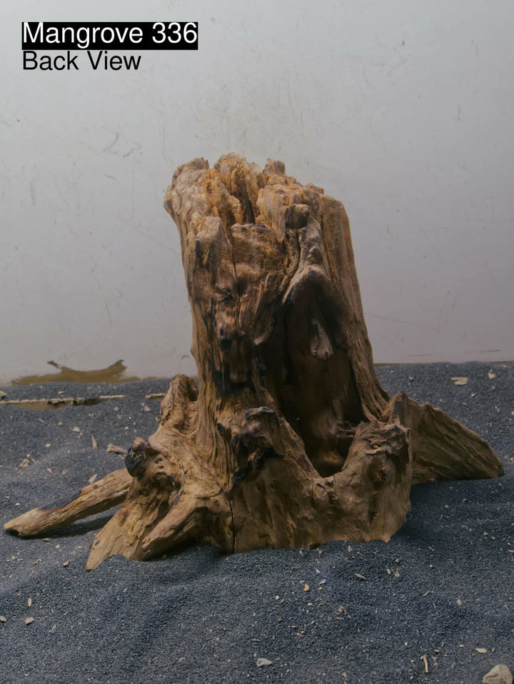 Mangrove Tree Stump 336
