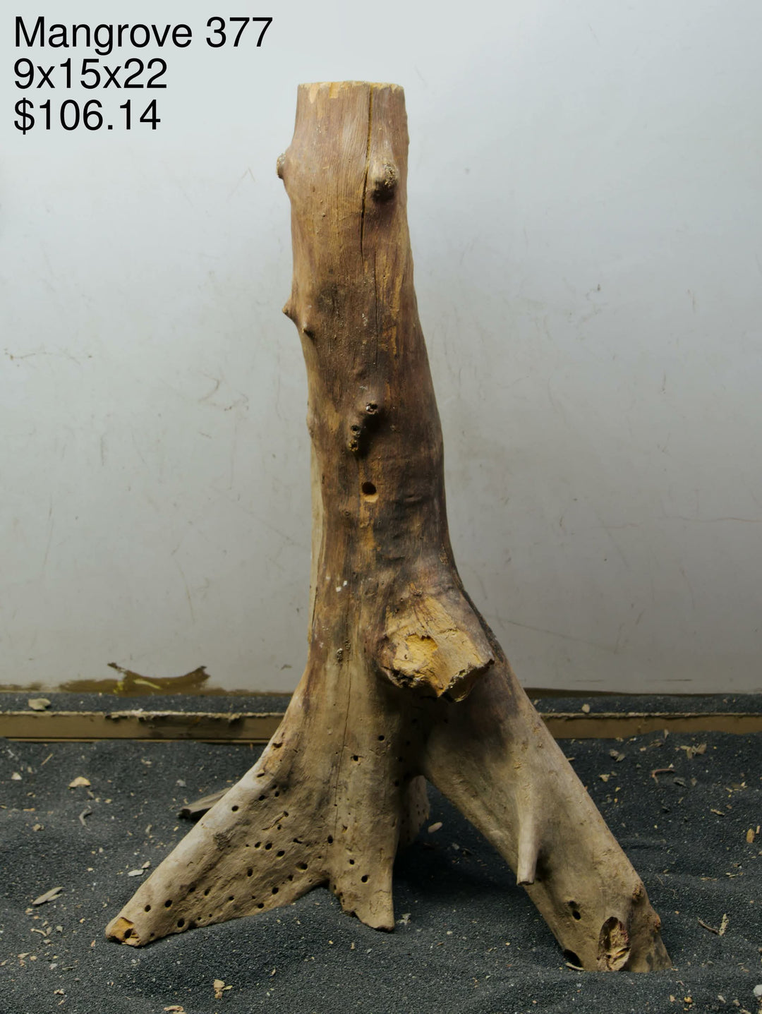 Mangrove Tree Stump 377