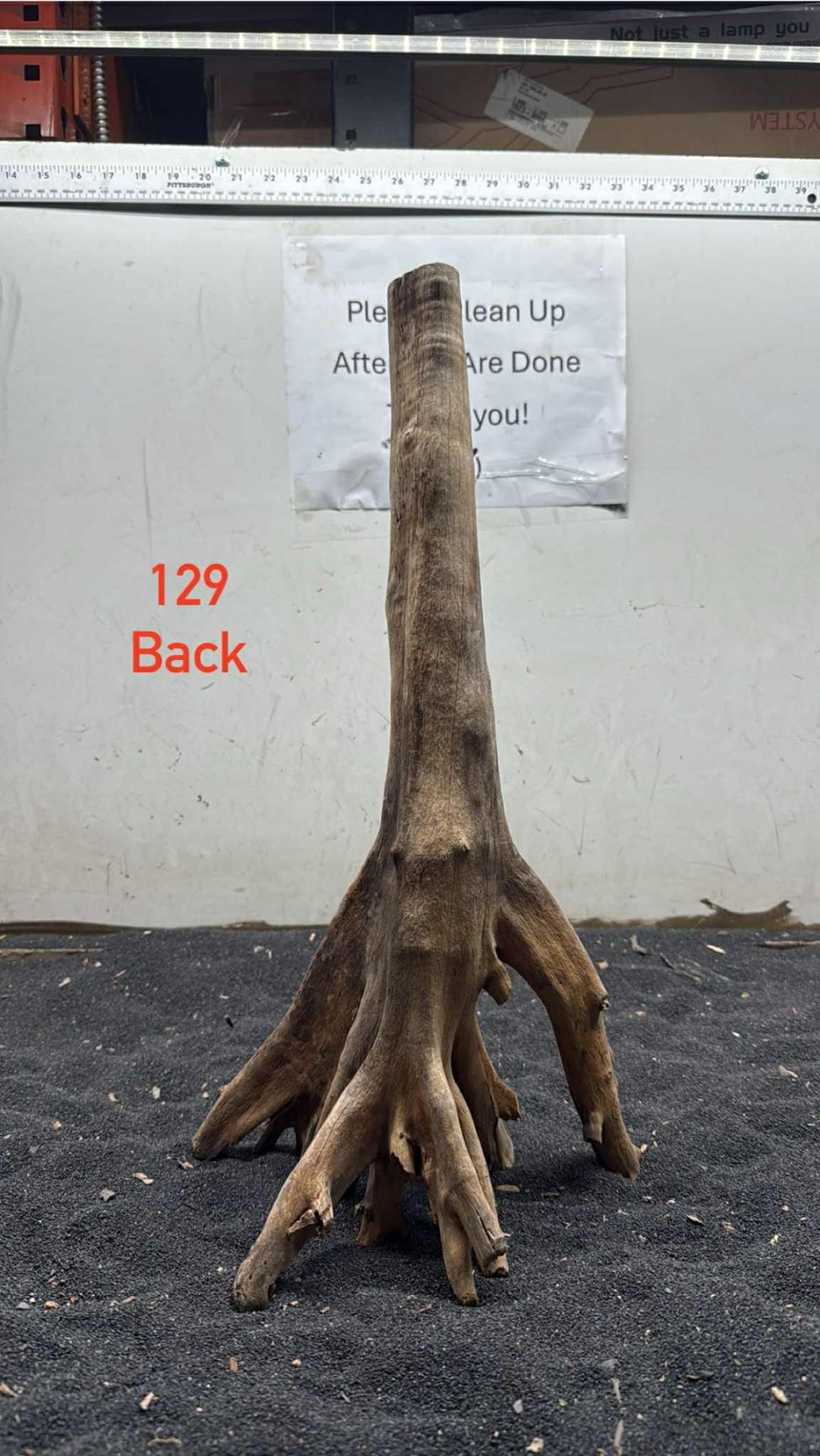 Mangrove Tree Stump 129