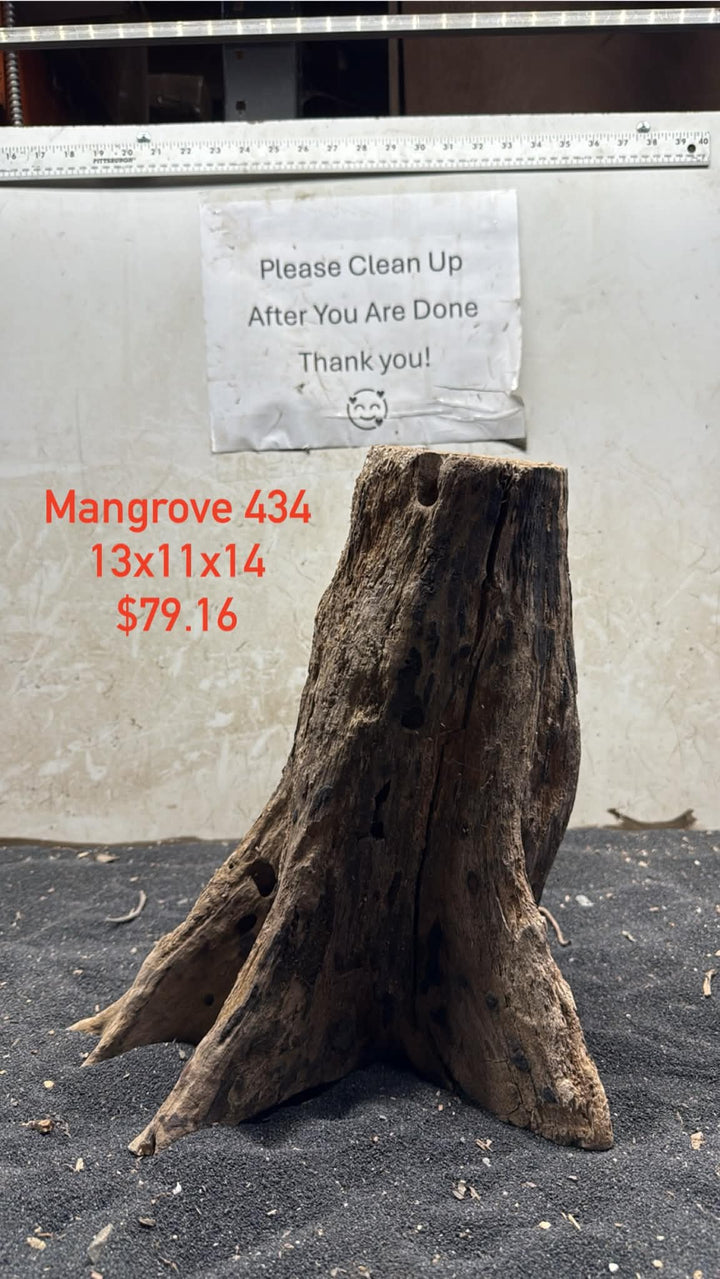 Mangrove Tree Stump 434