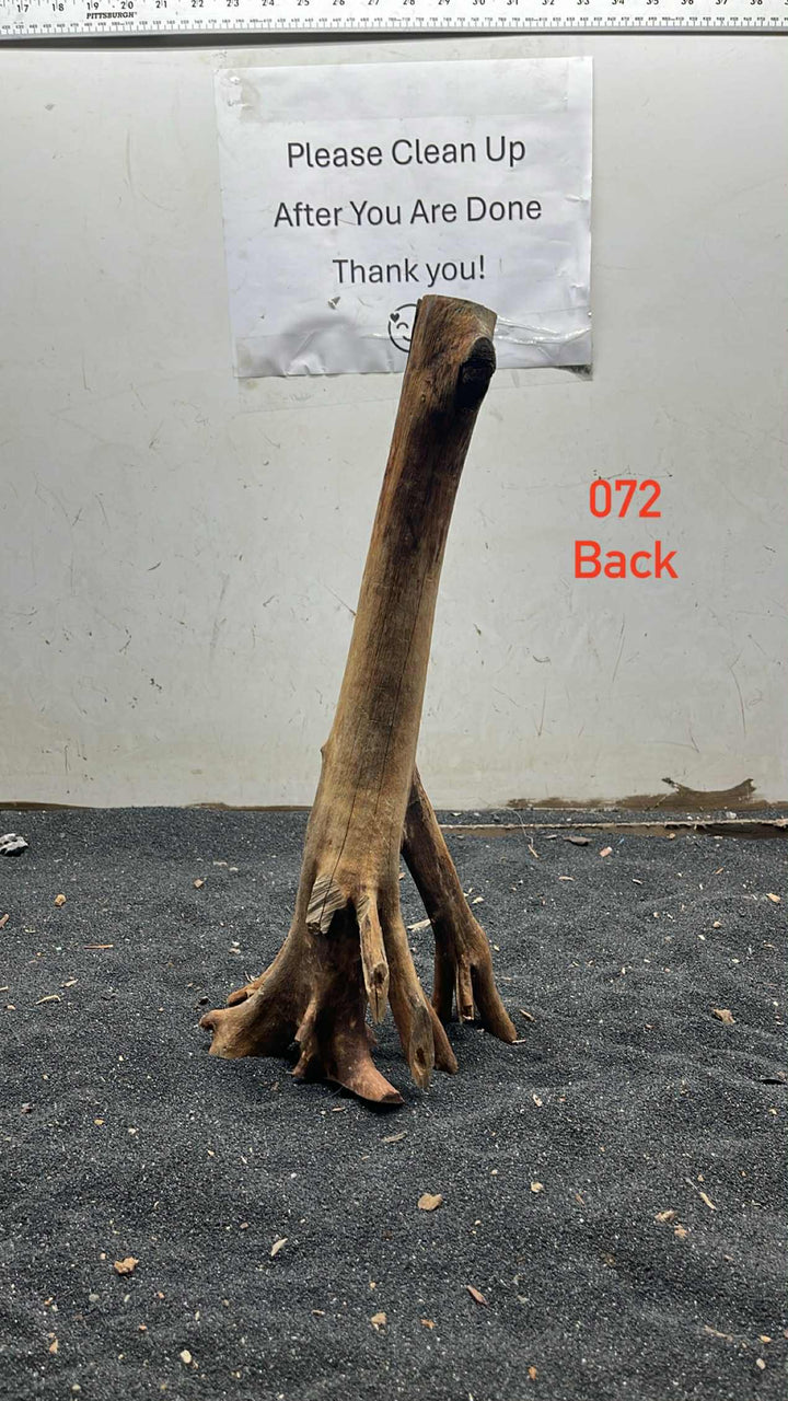 Mangrove Tree Stump 072