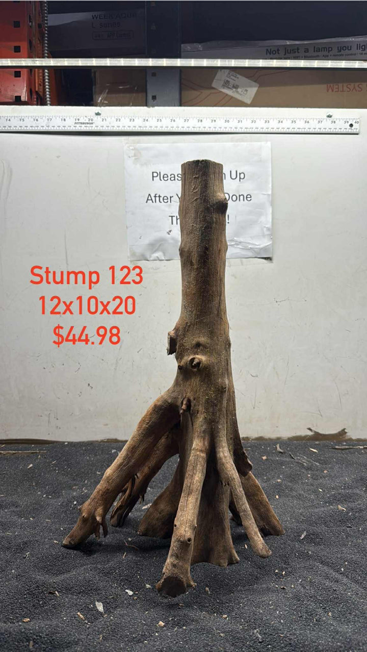 Mangrove Tree Stump 123