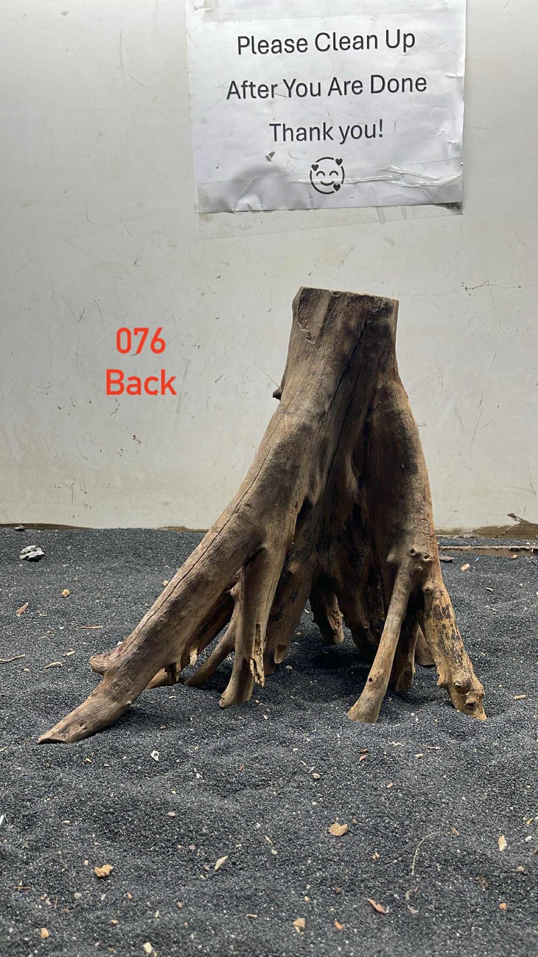 Mangrove Tree Stump 076