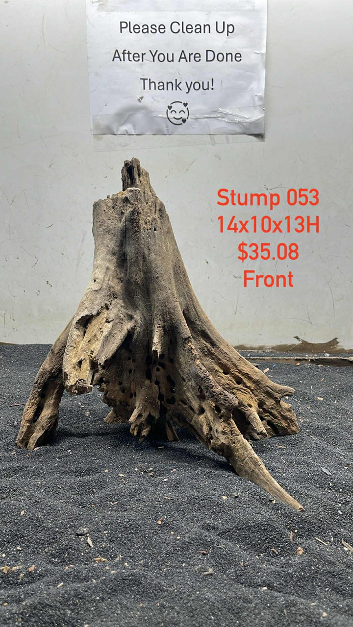 Mangrove Tree Stump 053