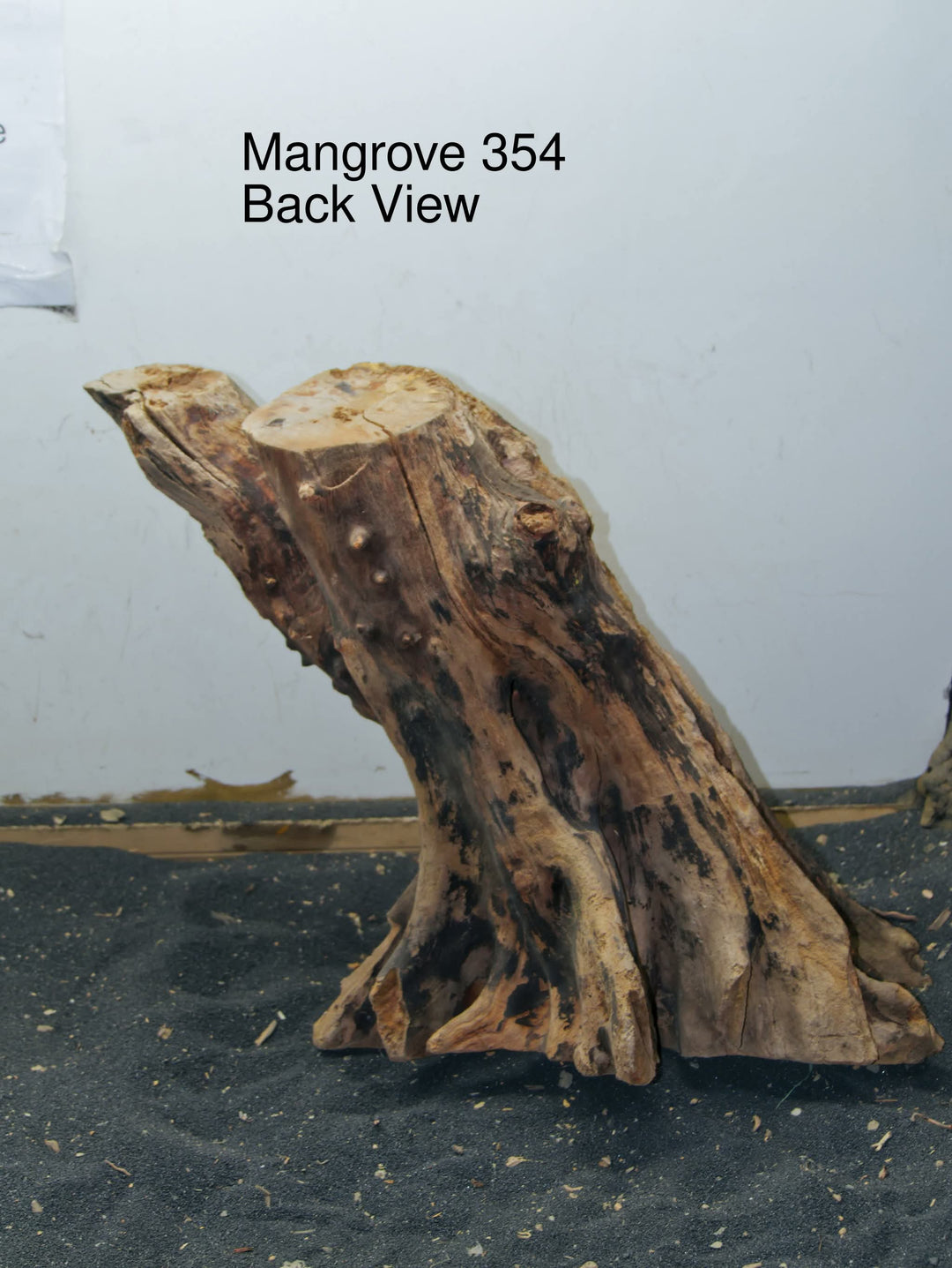 Mangrove Tree Stump 354
