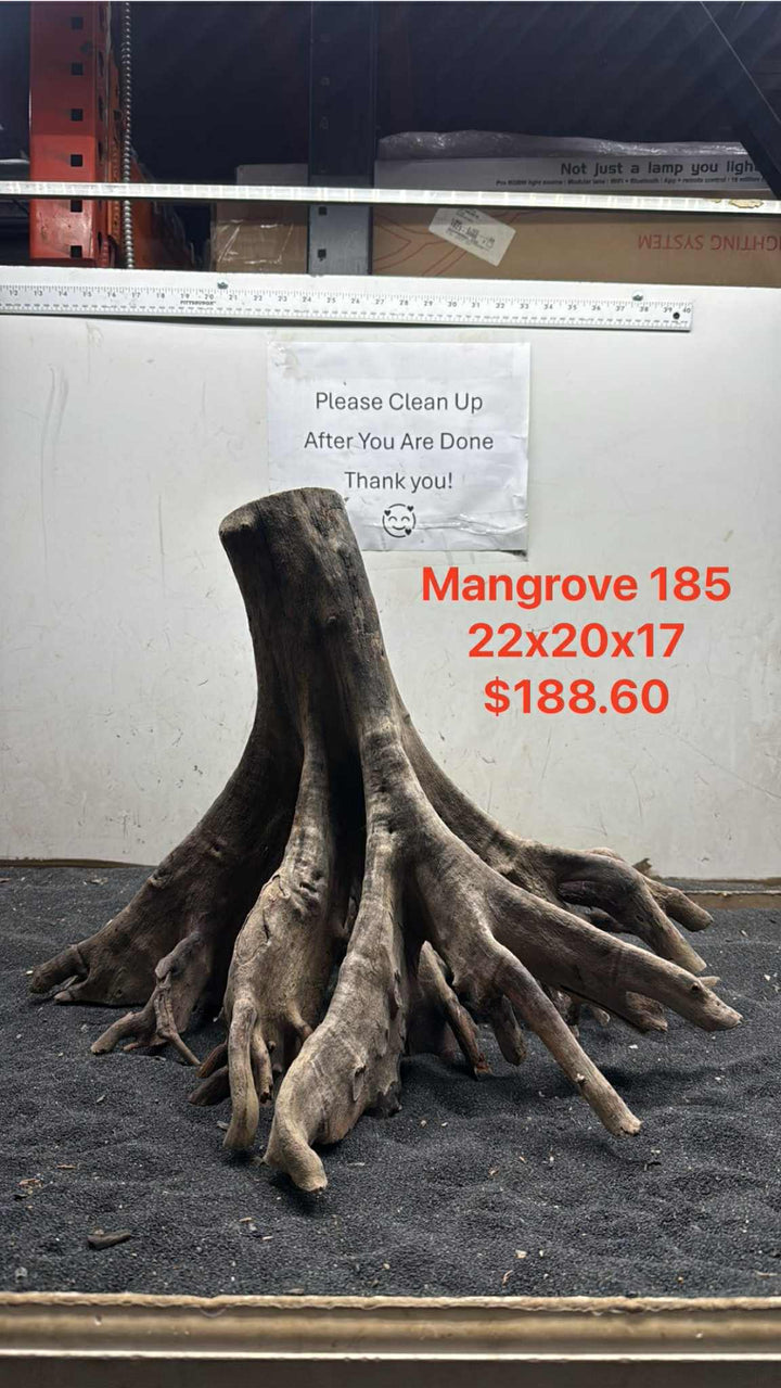 Mangrove Tree Stump 185
