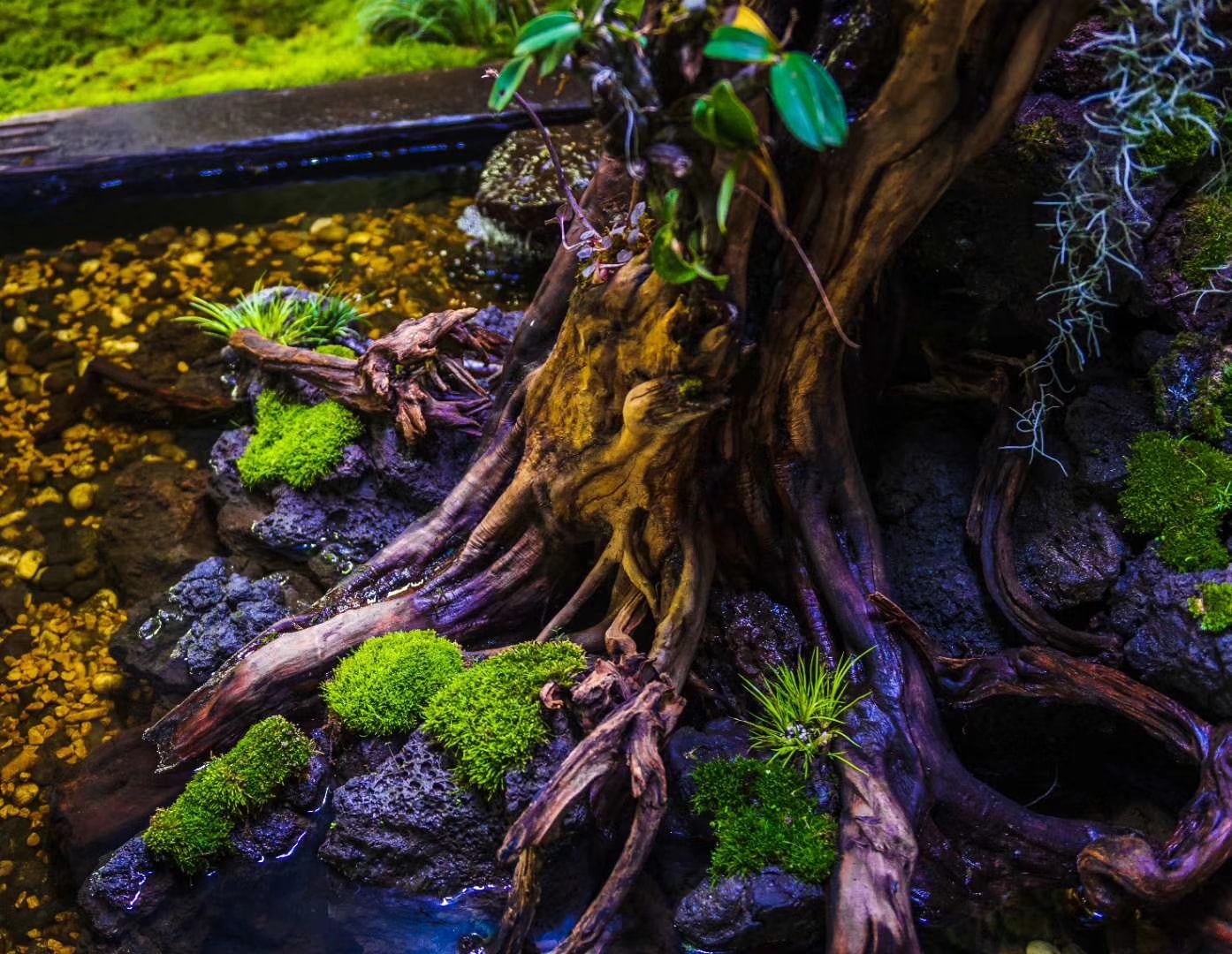 Aqua Rocks Colorado Elevate Your Aquascape with Premium Supplies