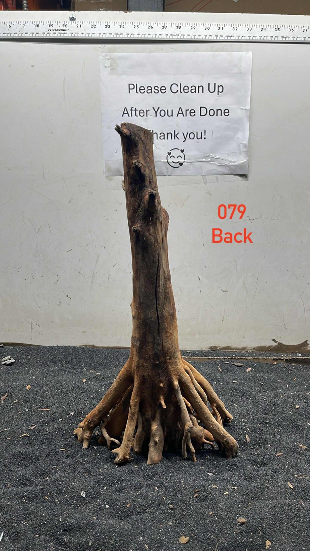 Mangrove Tree Stump 079