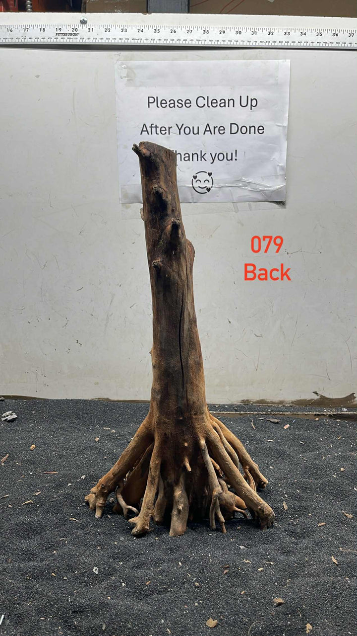 Mangrove Tree Stump 079