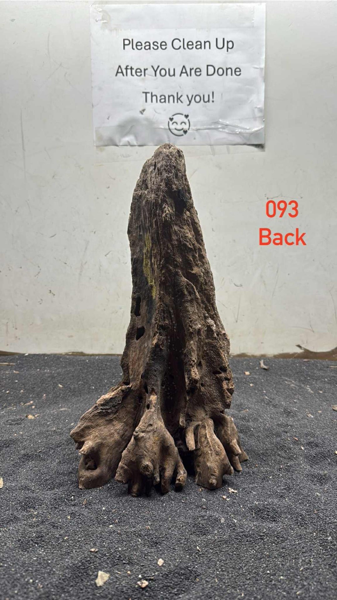 Mangrove Tree Stump 093