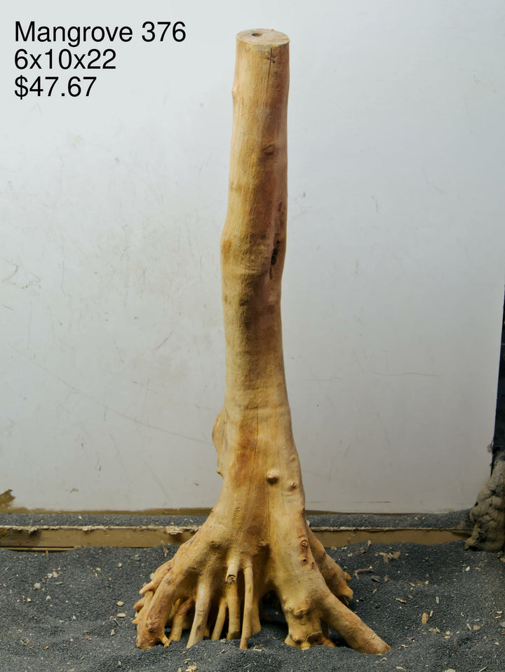 Mangrove Tree Stump 376