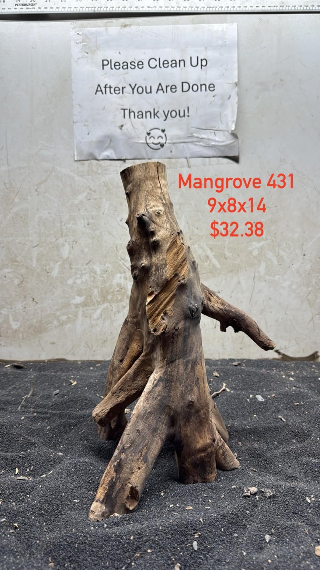 Mangrove Tree Stump 431