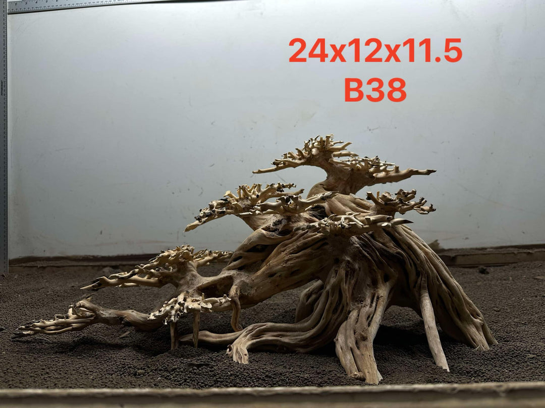 Bonsai Driftwood B38