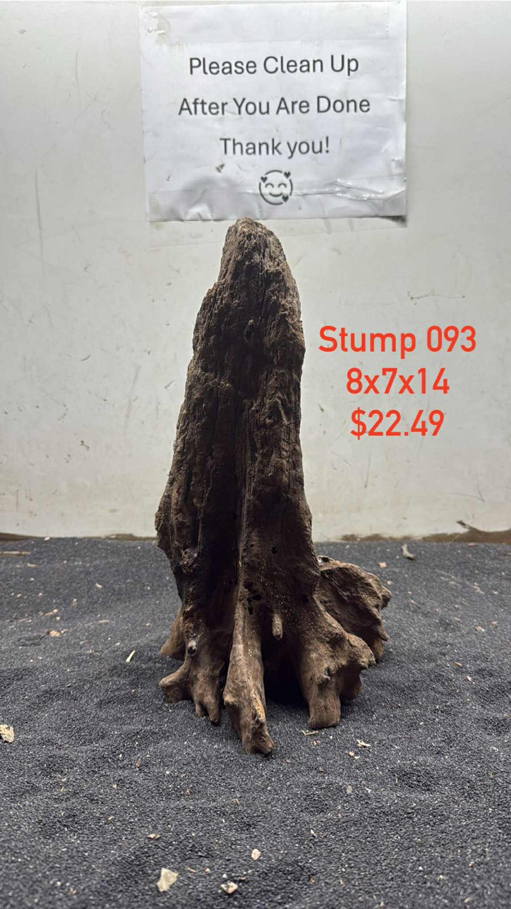Mangrove Tree Stump 093