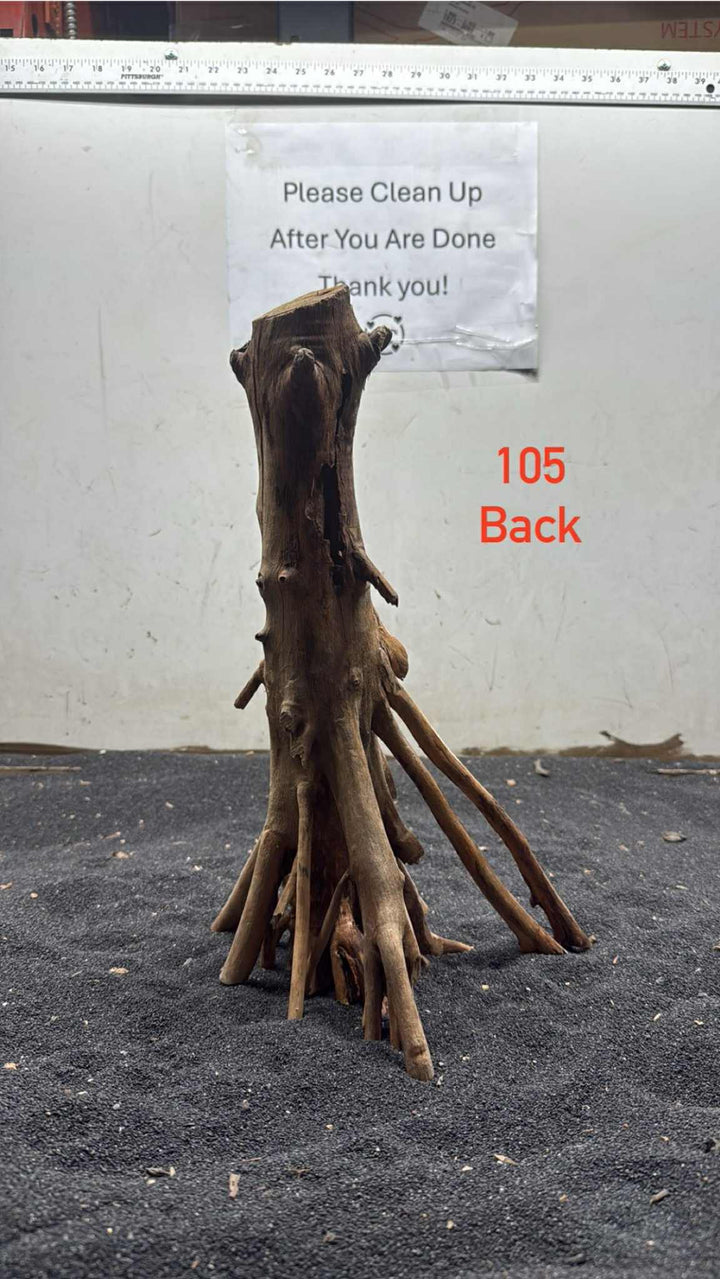Mangrove Tree Stump 105