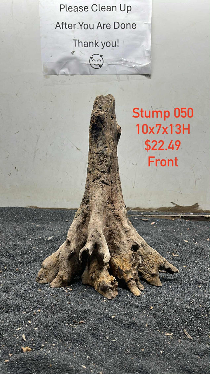 Mangrove Tree Stump 050