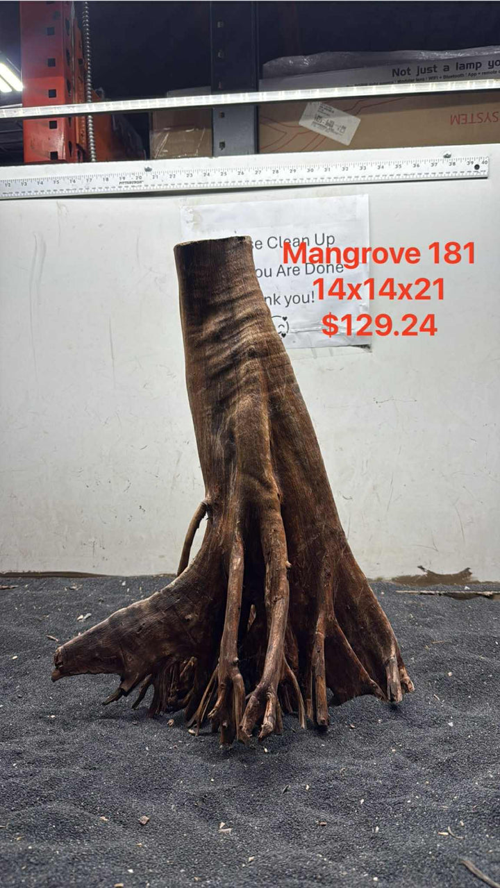 Mangrove Tree Stump 181