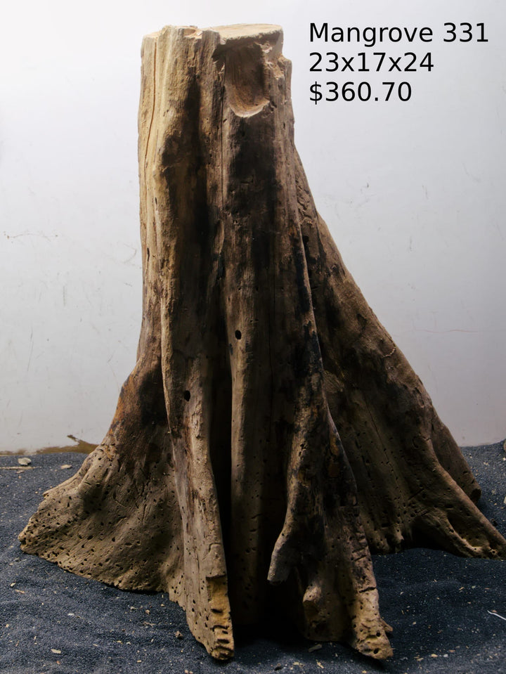 Mangrove Tree Stump 331