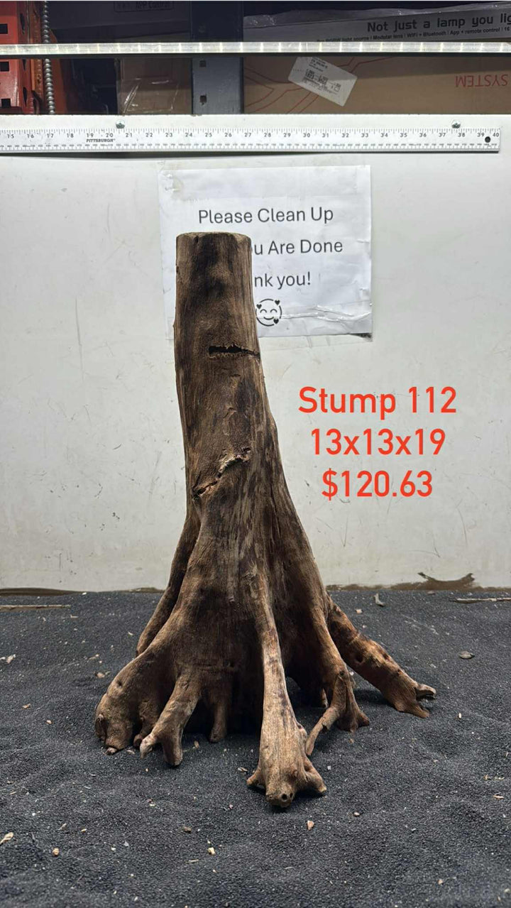 Mangrove Tree Stump 112