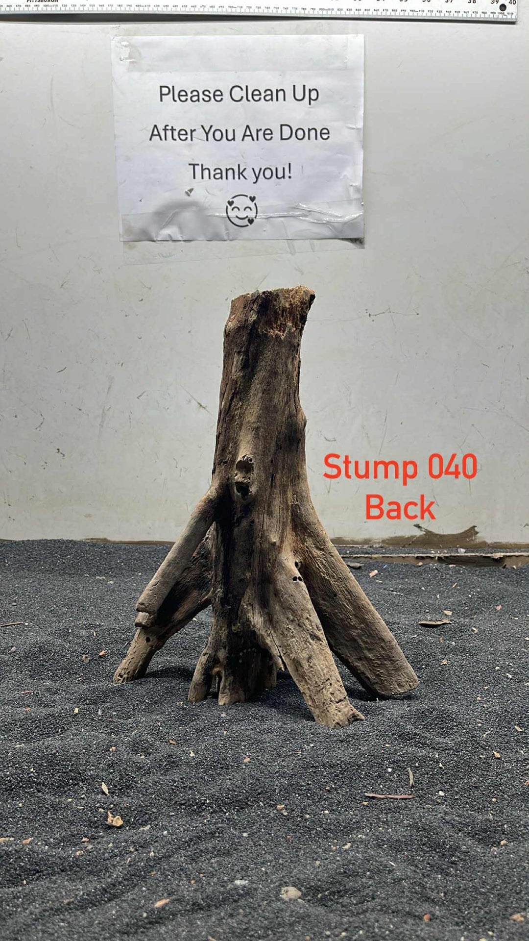 Mangrove Tree Stump 040