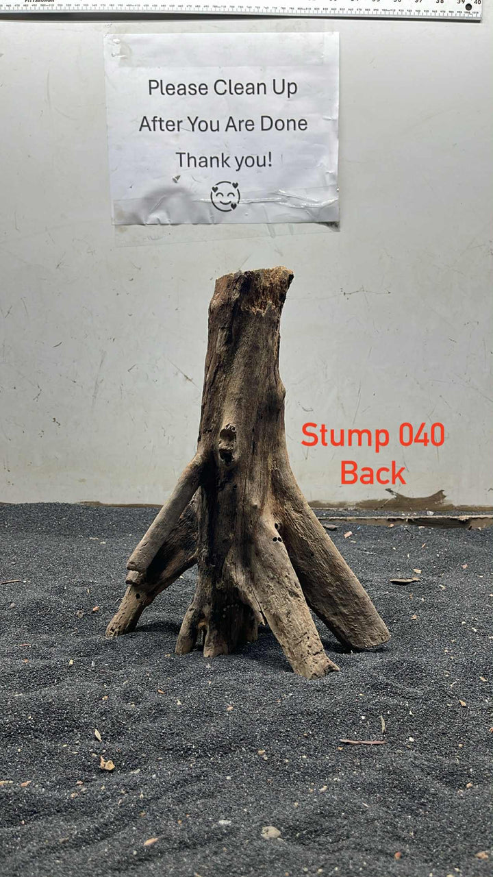 Mangrove Tree Stump 040