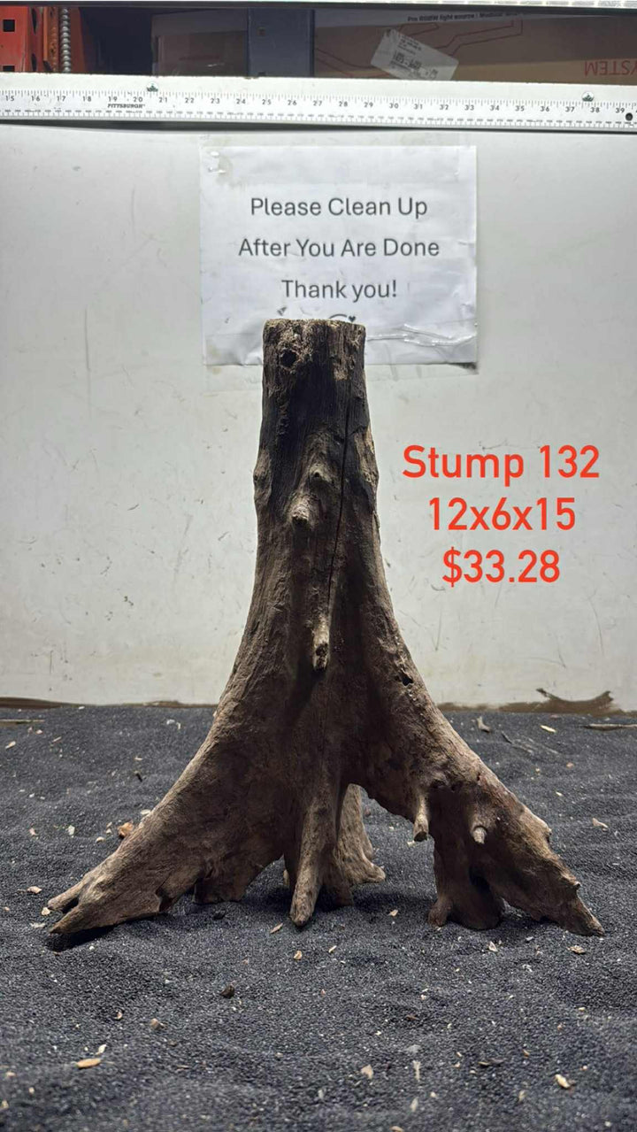Mangrove Tree Stump 132