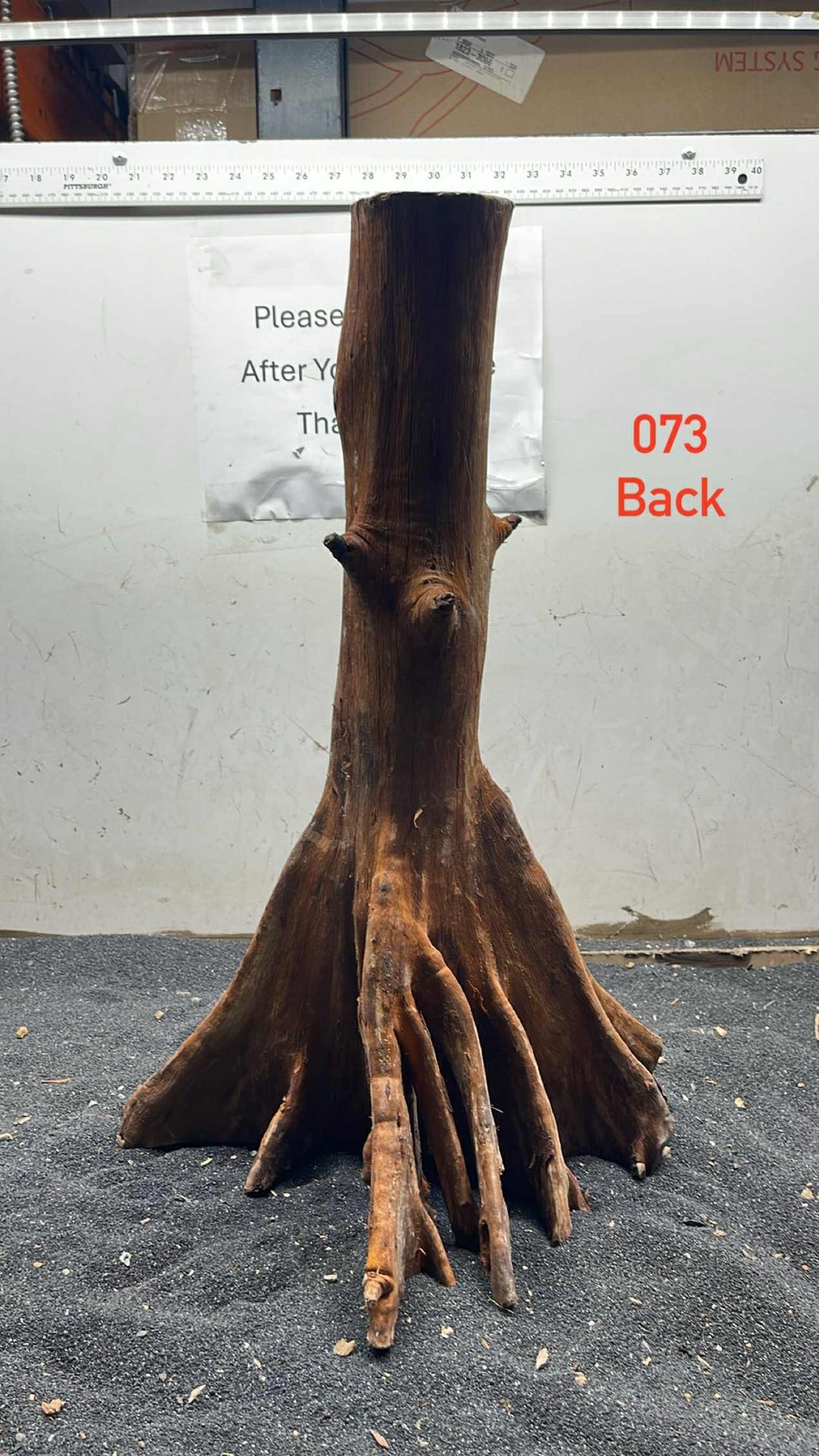 Mangrove Tree Stump 073