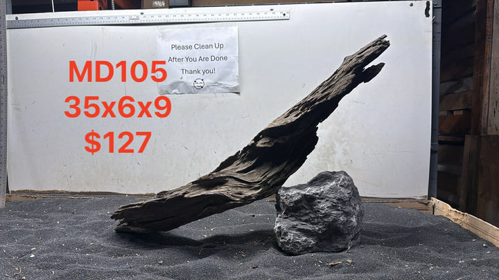 Malaysian Driftwood Showpiece