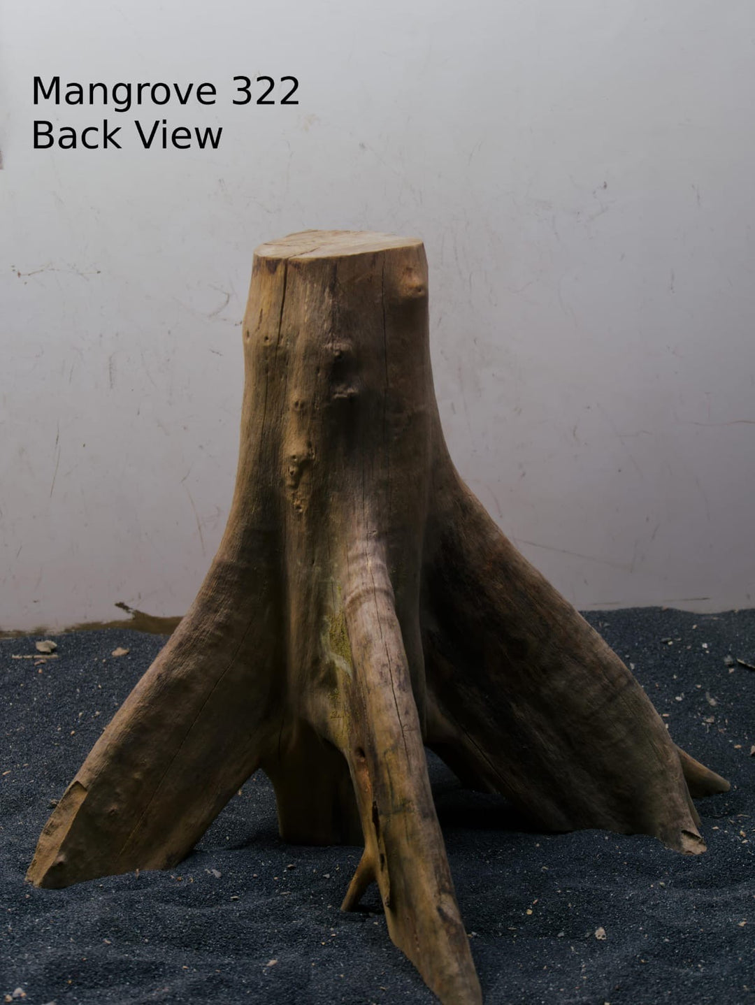 Mangrove Tree Stump 322