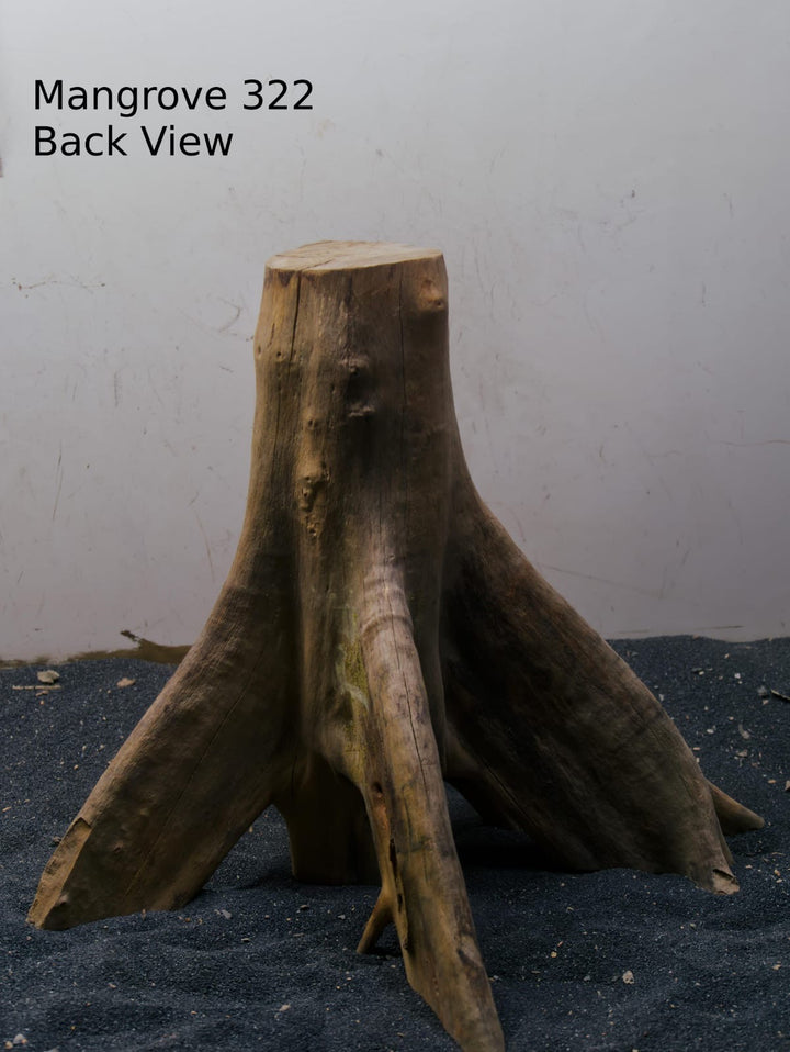 Mangrove Tree Stump 322