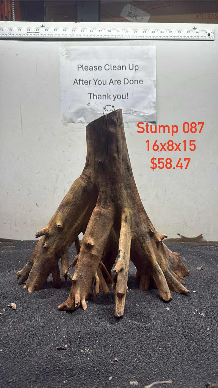 Mangrove Tree Stump 087