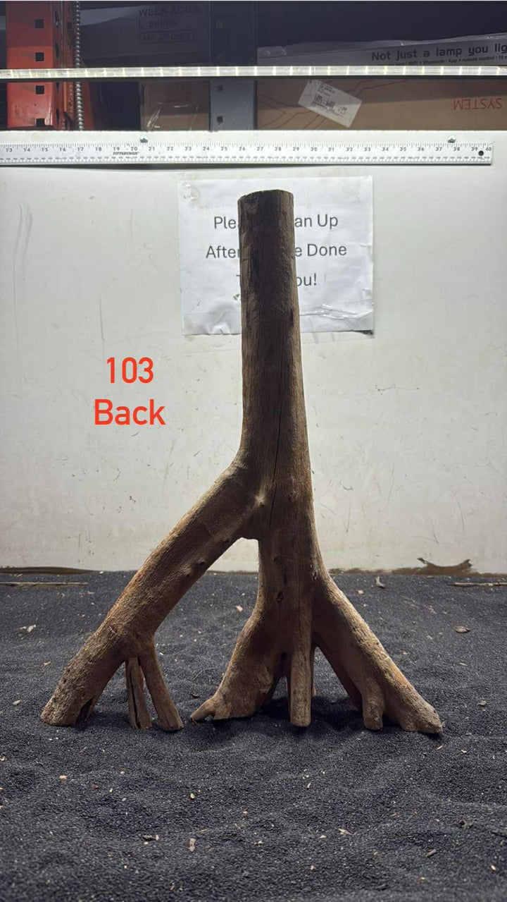 Mangrove Tree Stump 103