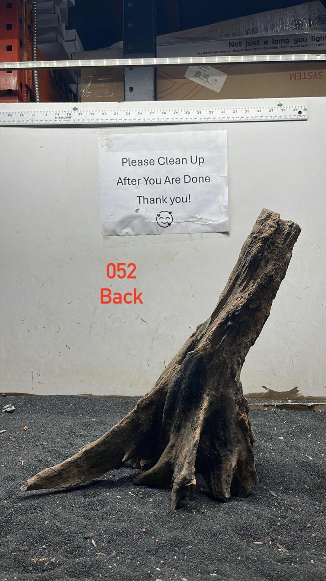 Mangrove Tree Stump 052