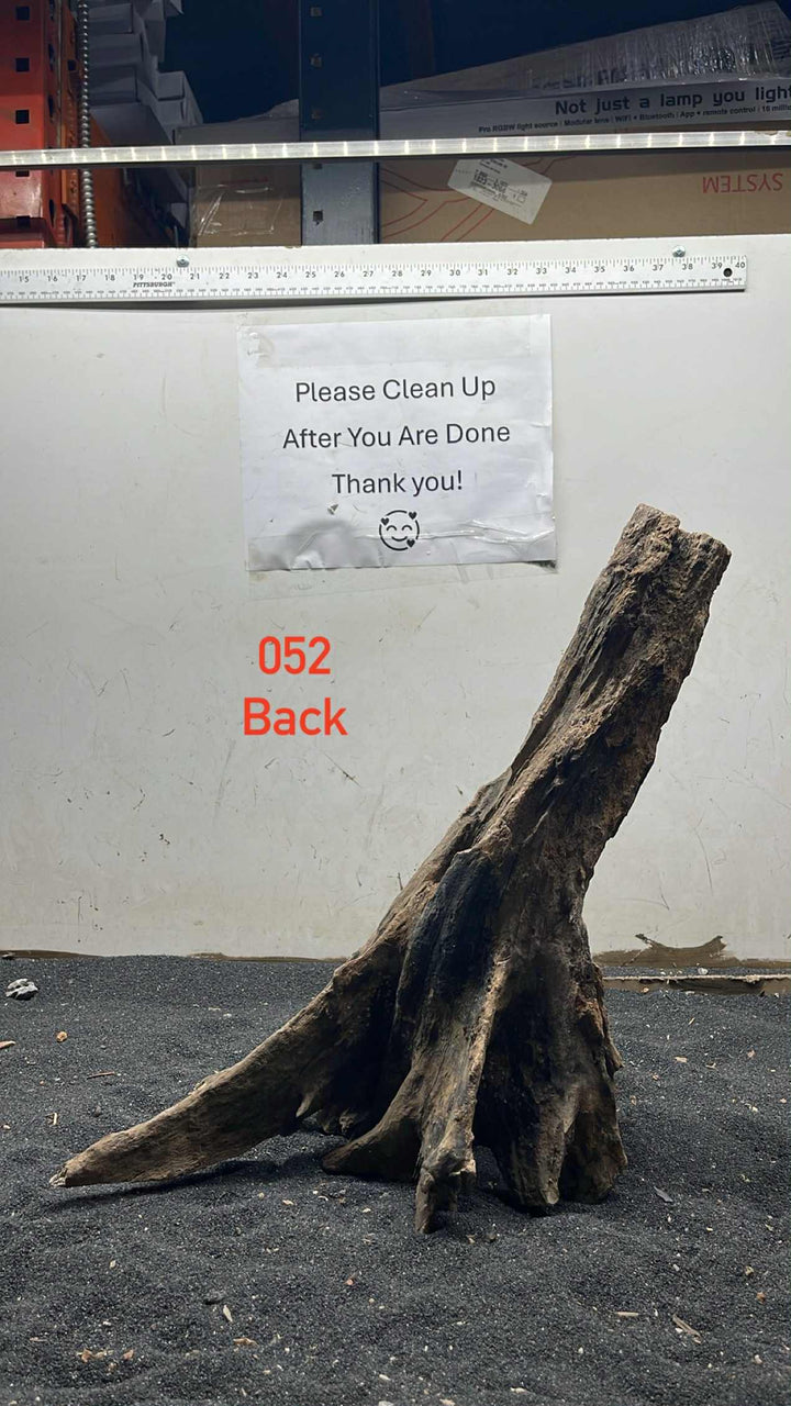 Mangrove Tree Stump 052