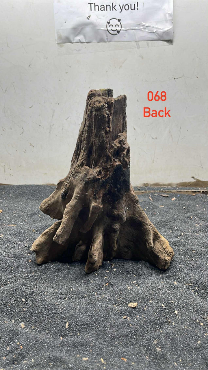 Mangrove Tree Stump 068