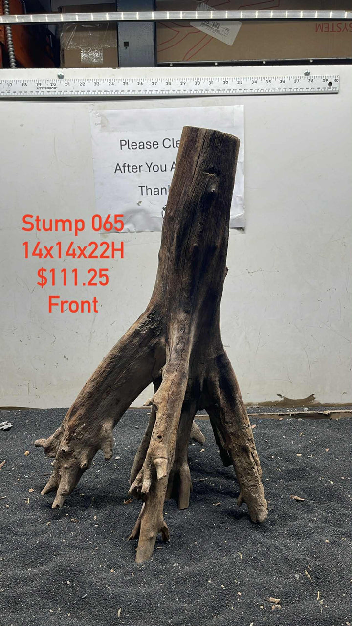 Mangrove Tree Stump 065