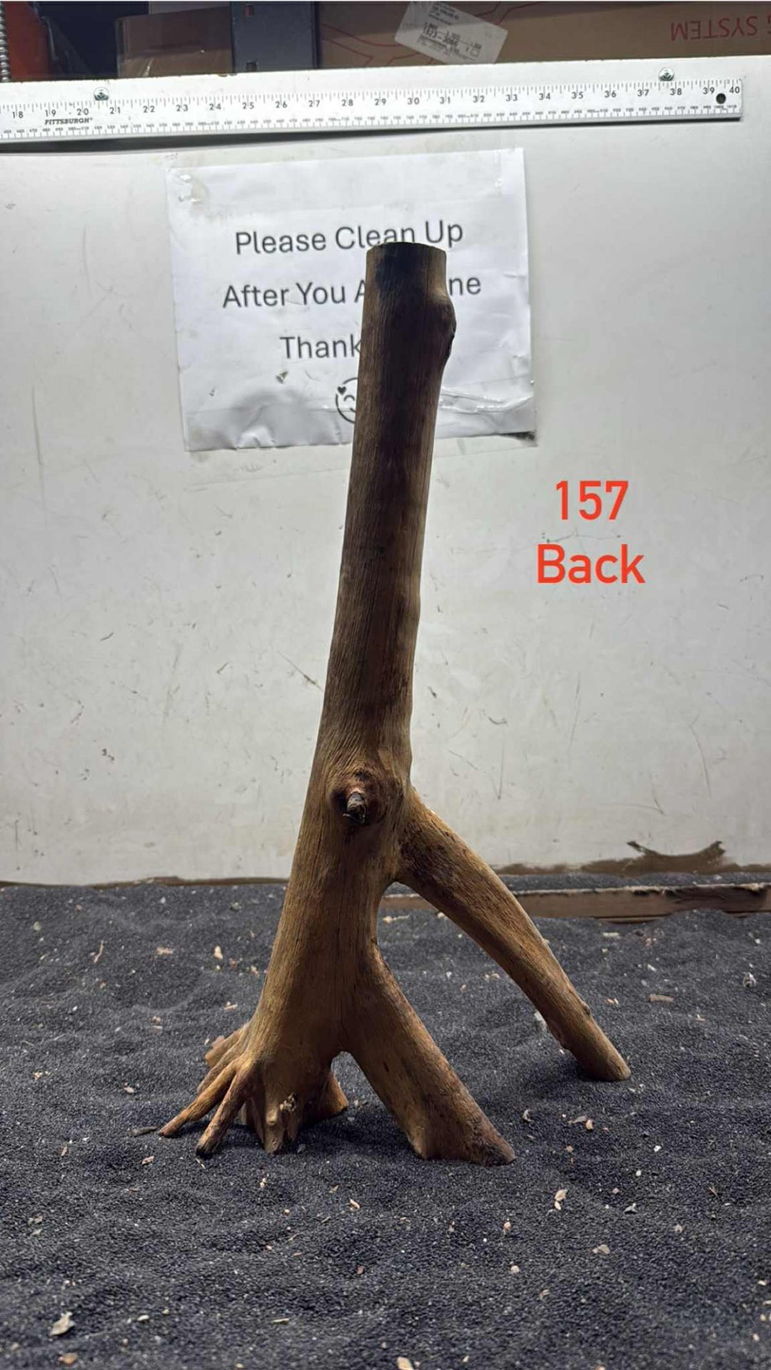 Mangrove Tree Stump 157