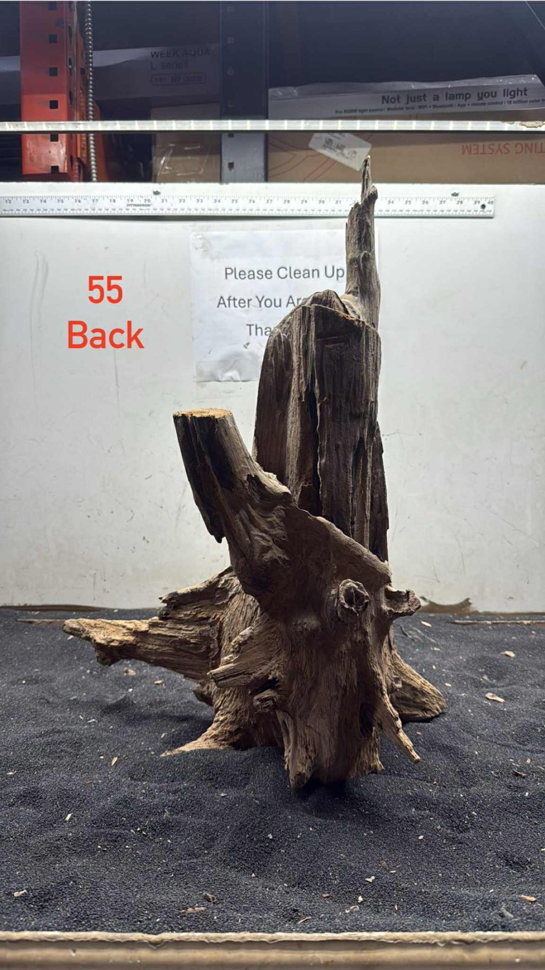 Hardwood Stump 055