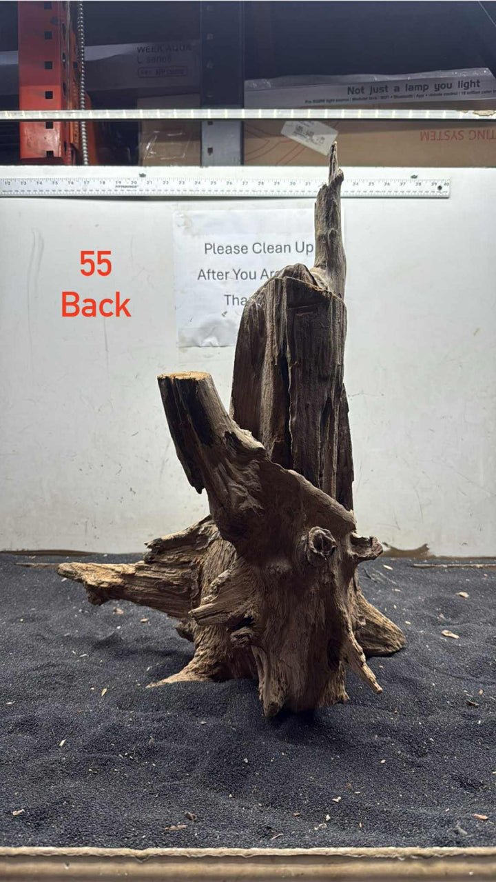 Hardwood Stump 055
