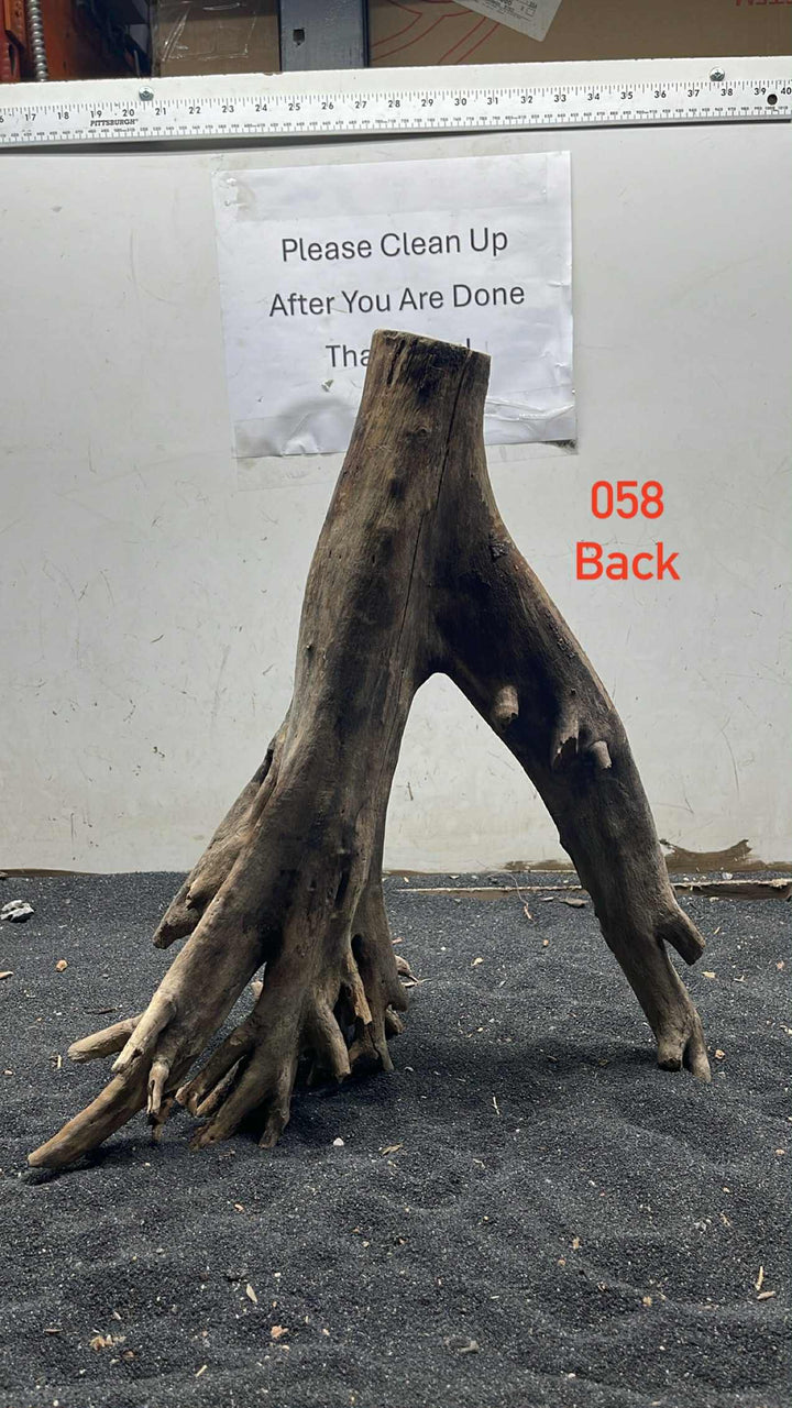 Mangrove Tree Stump 058