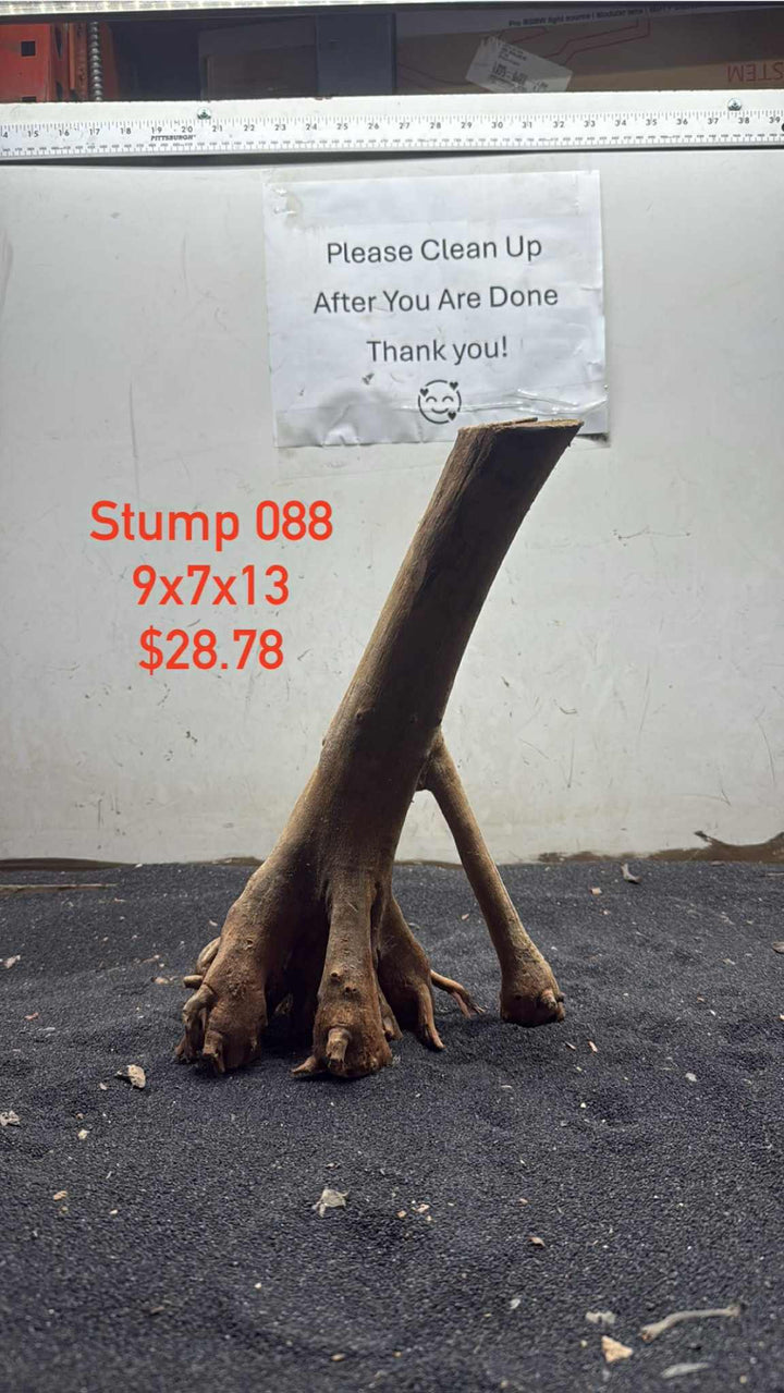 Mangrove Tree Stump 088