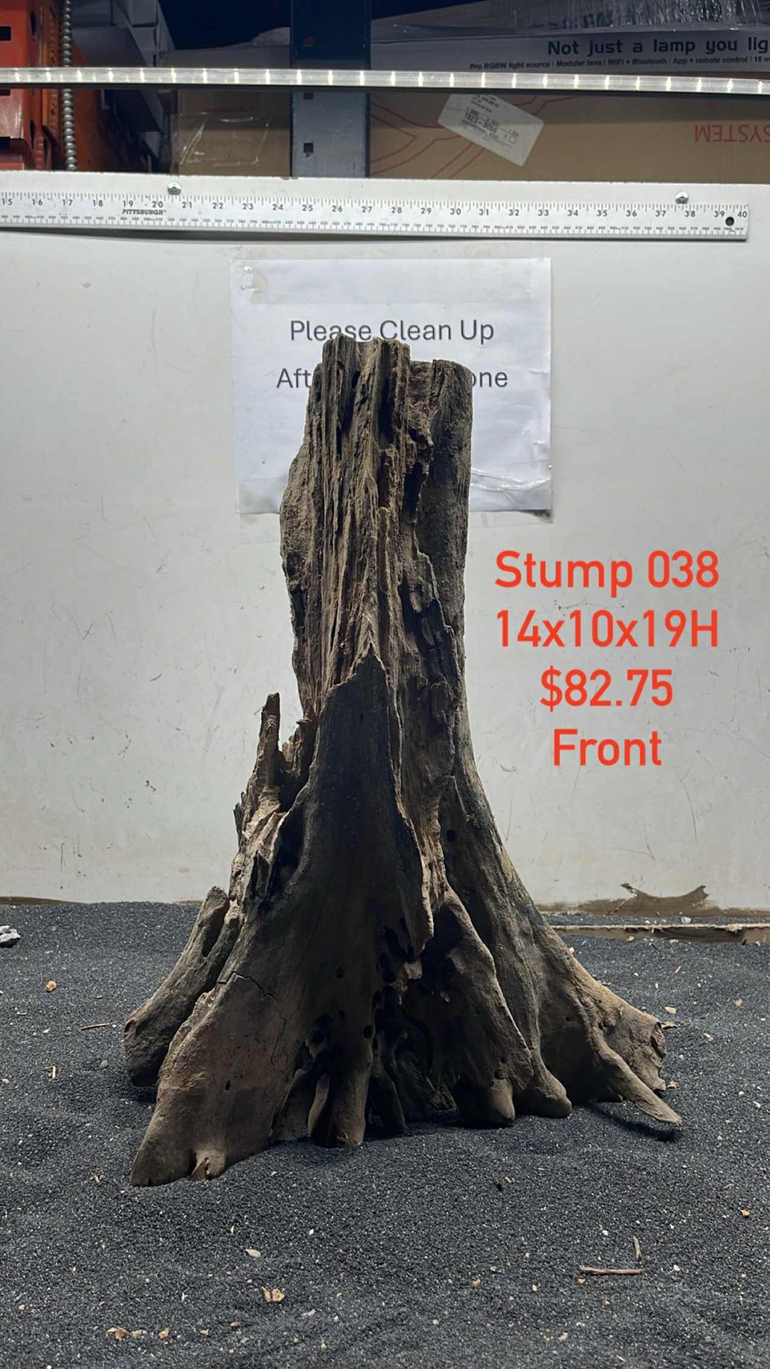 Mangrove Tree Stump 038