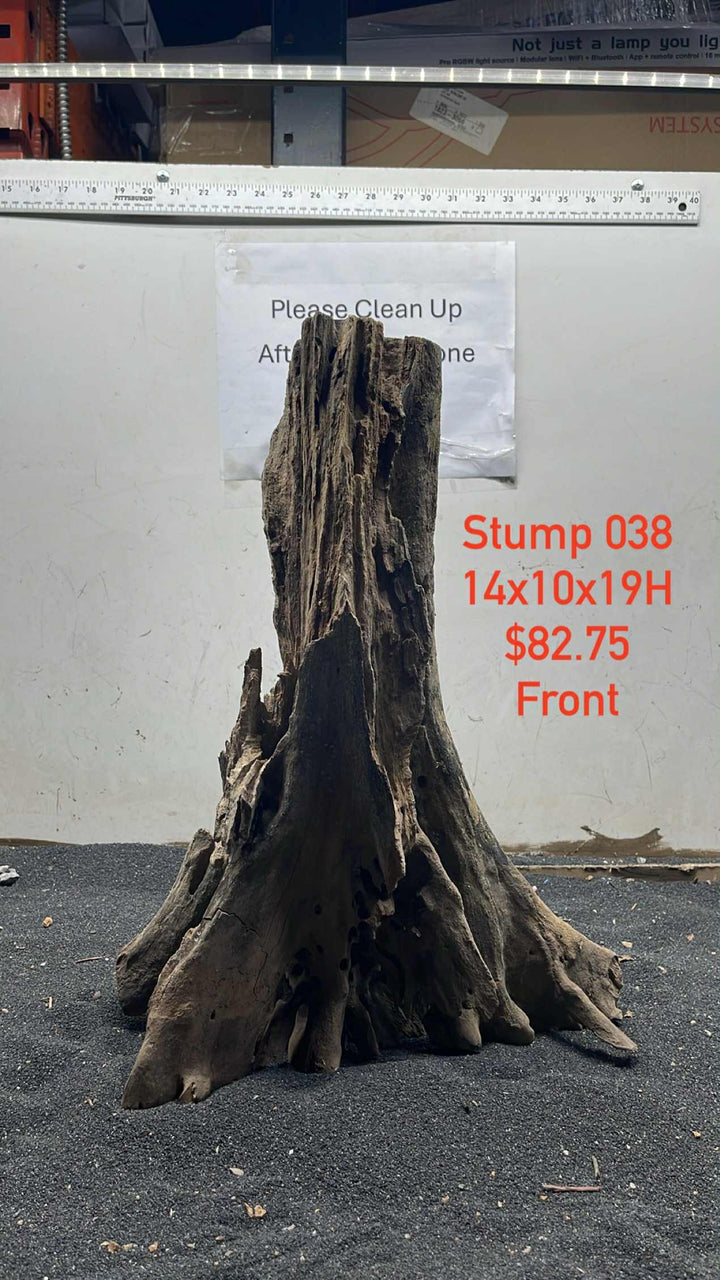 Mangrove Tree Stump 038
