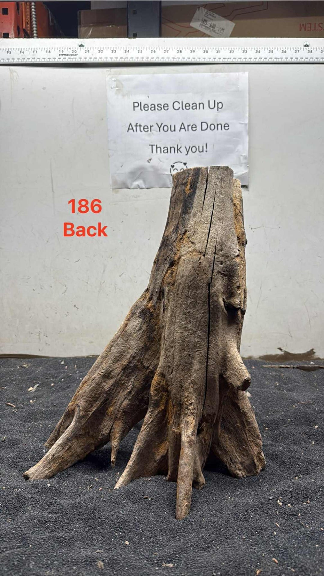 Mangrove Tree Stump 186