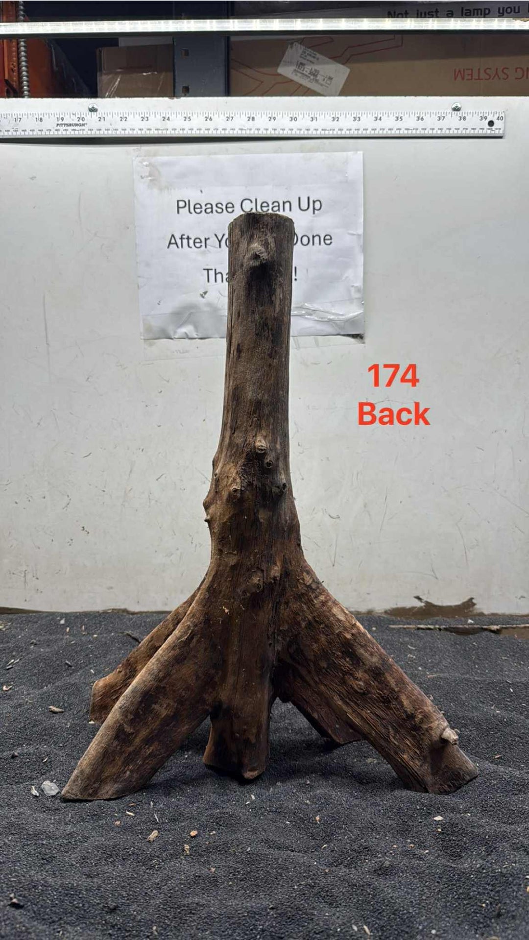 Mangrove Tree Stump 174