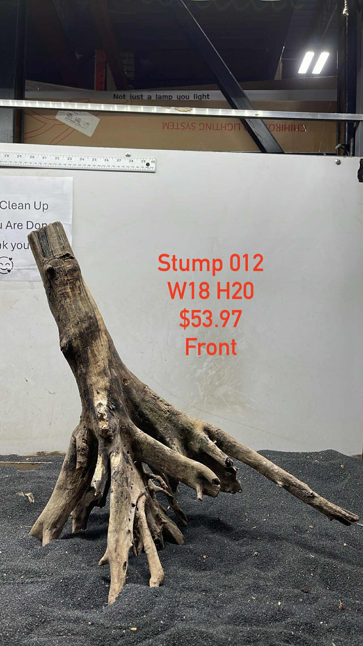 Mangrove Tree Trump 012